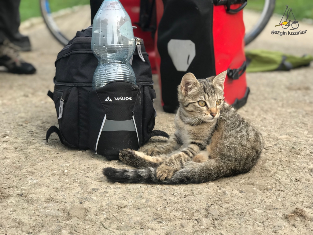 vaude-cat